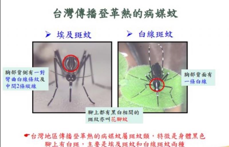台灣傳播登革熱的病媒蚊